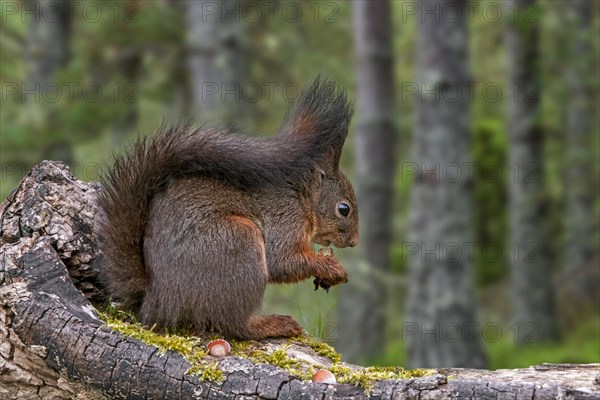 Cute Eurasian red squirrel