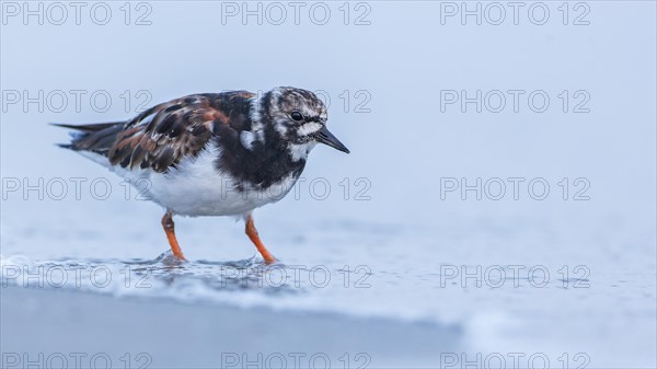 Ruddy turnstone