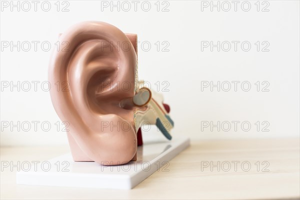 Model of a human ear against a neutral background