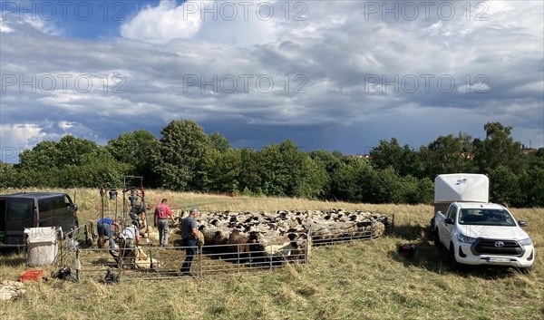 Sheep being sheared in a fetch