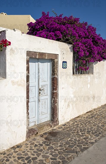 Door with Bougainvillea Bush