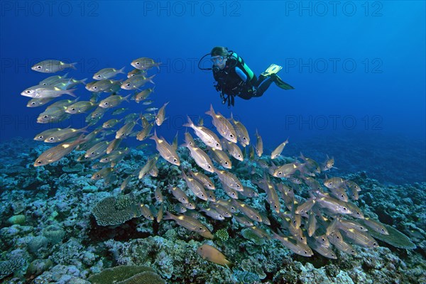 Diver looking at shoal of luminous spotted road sweeper