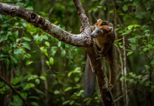 Crowned lemur