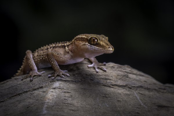 Stumpff's ground gecko