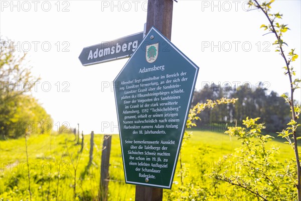 Cherry avenue on the Adamsberg with a view of the Koenigstein Fortress and the Lilienstein