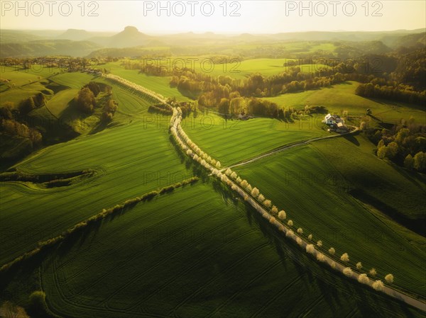 Cherry avenue on the Adamsberg with a view of the Koenigstein Fortress and the Lilienstein