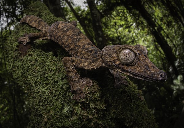 Leaf-tailed gecko