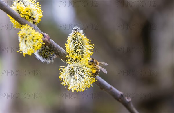 Bees gather nectar on willow catkins in the first warm rays of sunshine