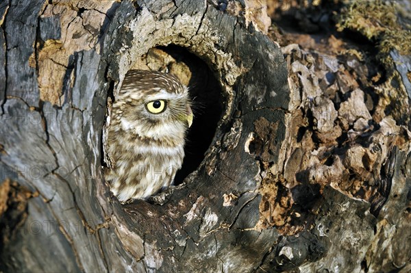 Close up of nesting Little owl