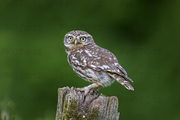 Ringed little owl