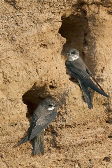 Two European sand martins