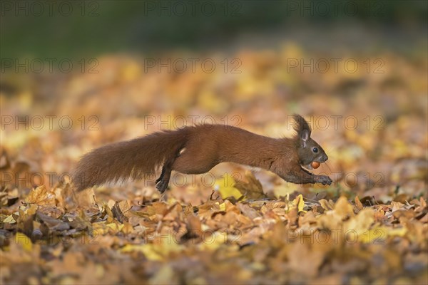 Eurasian red squirrel