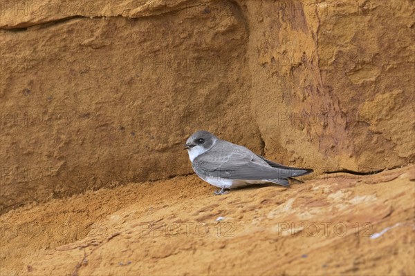 European sand martin