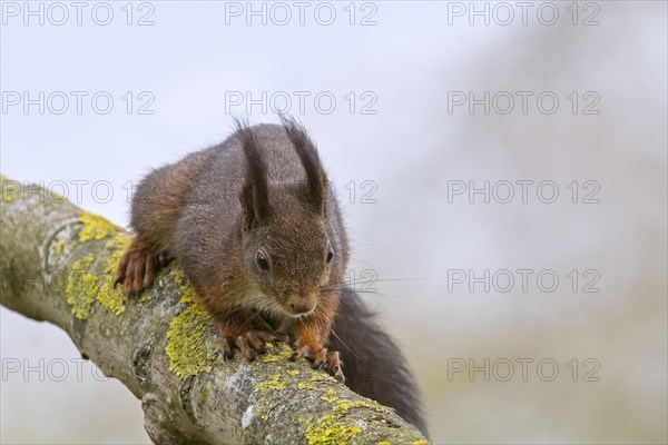 Eurasian red squirrel