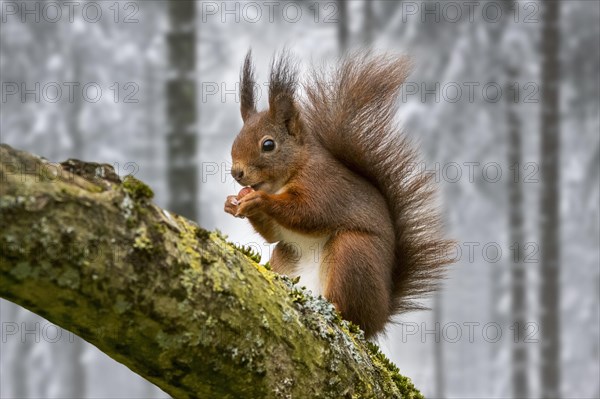 Eurasian red squirrel