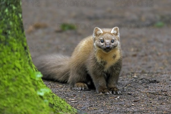 European pine marten