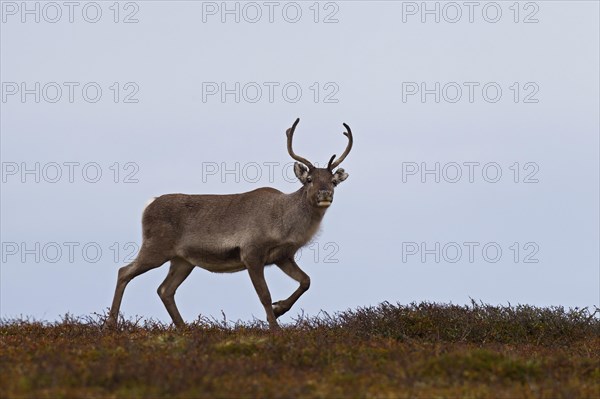 Reindeer