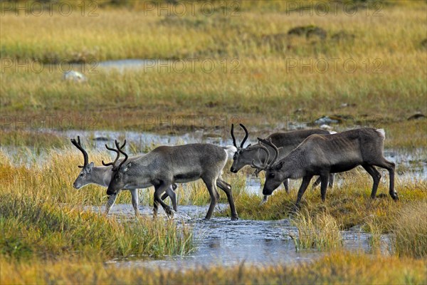 Reindeer