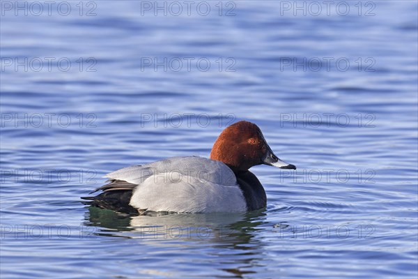 Common pochard