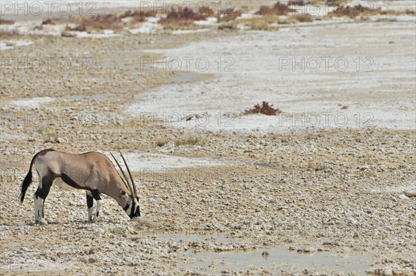 Gemsbok