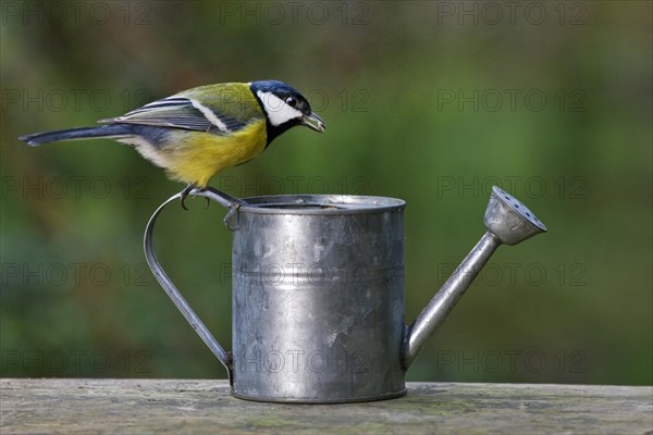 Great Tit