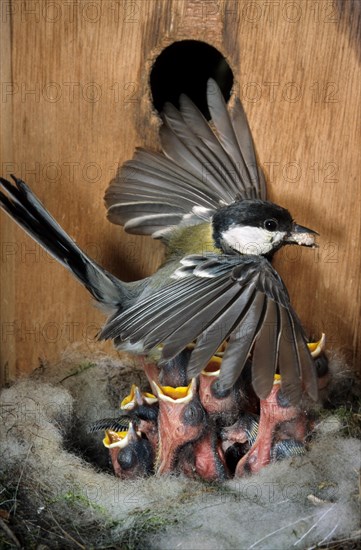 Interior of birdhouse showing Great tit
