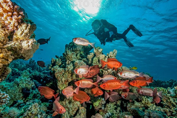 Backlight shot underwater of diver looking at small shoal small group of common bigeye