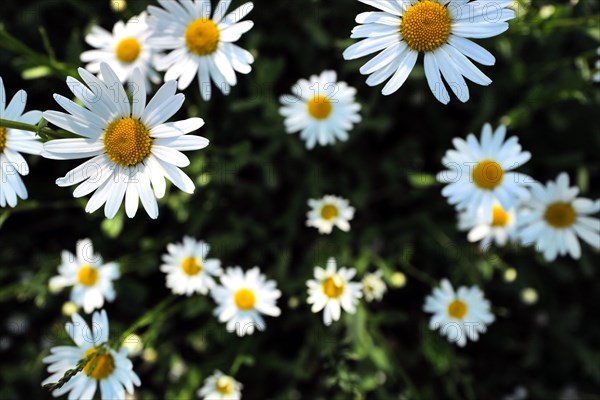 Lovely ox-eye daisies