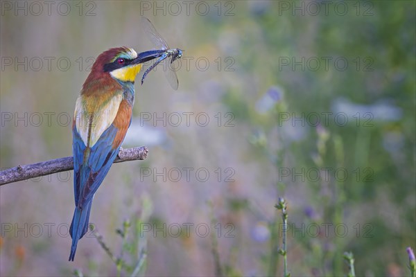 Bee-eater