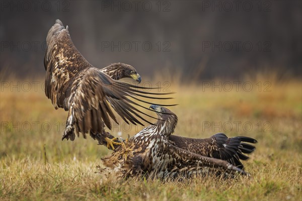 White-tailed eagle