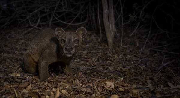 Fossa