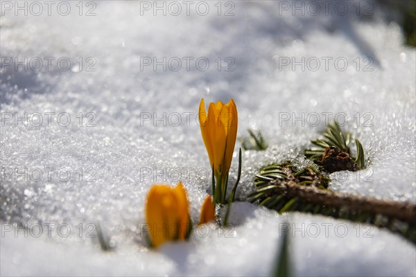 Crocuses push through the snow cover after a warm winter