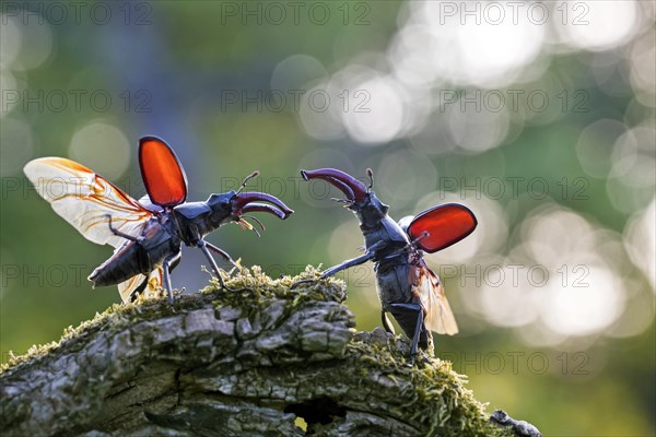 Two European stag beetle