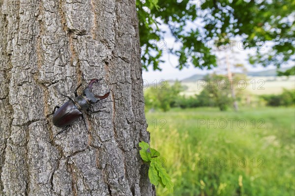 European stag beetle