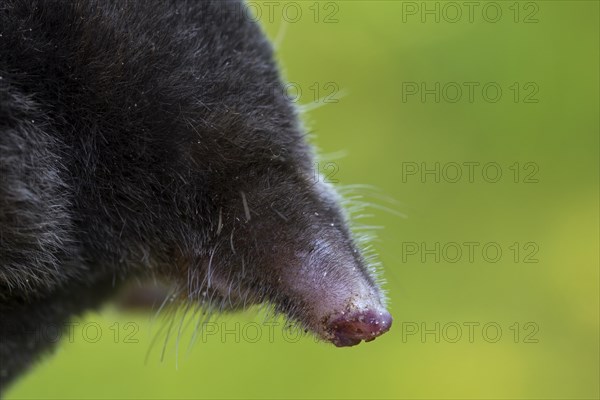 European mole