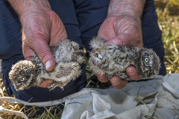 Bird ringer holding two ringed Little Owl