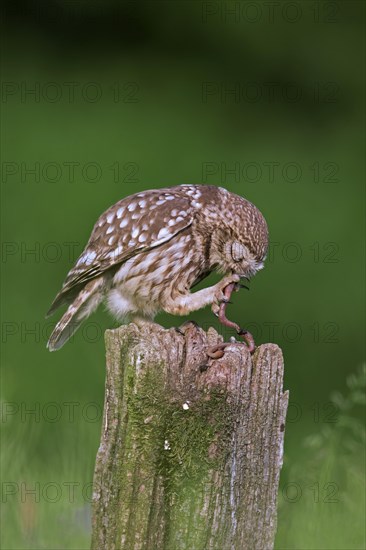 Little owl