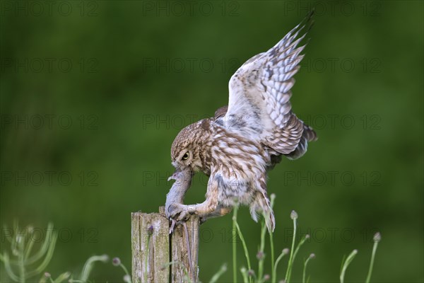 Ringed little owl