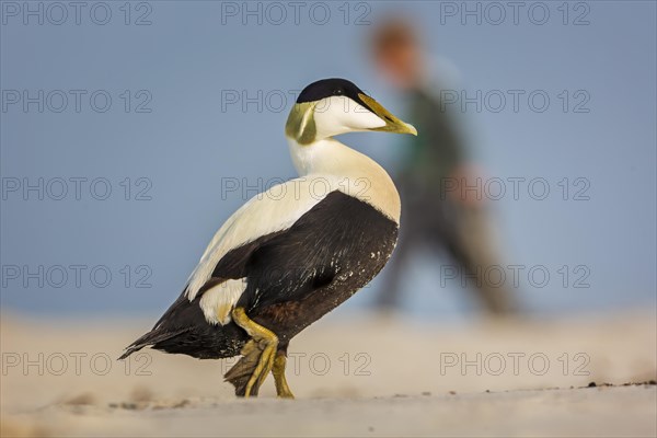 Common Eider