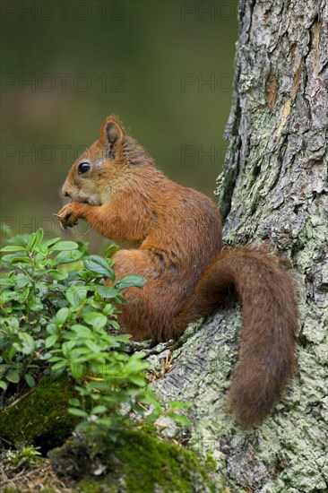 Eurasian red squirrel