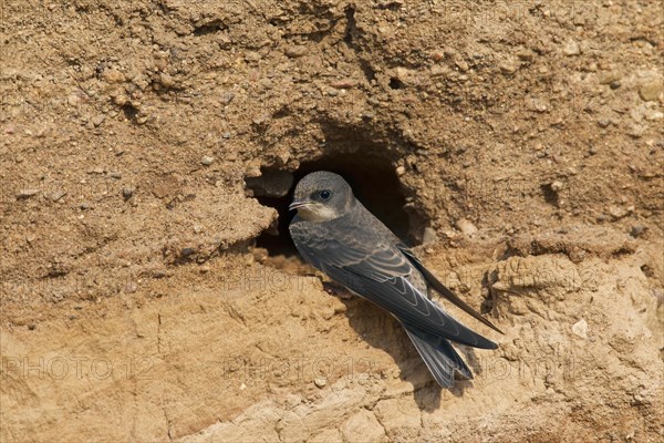 European sand martin