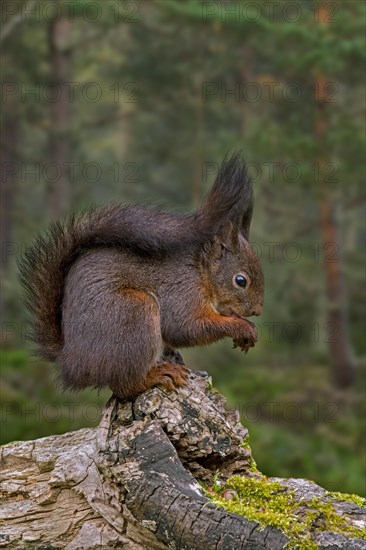 Cute Eurasian red squirrel