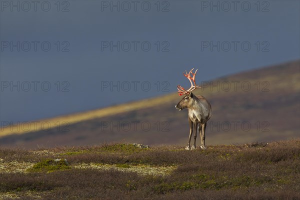 Reindeer