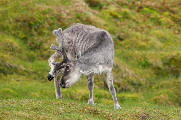 Moulting reindeer