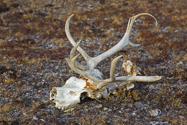 Svalbard reindeer