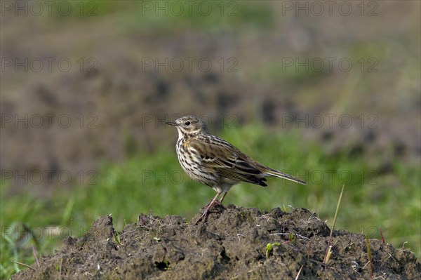 Meadow pipit