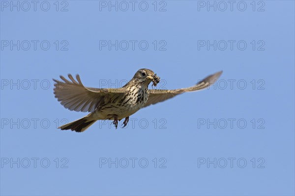 Meadow pipit