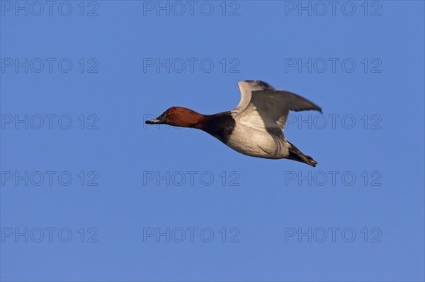 Common pochard