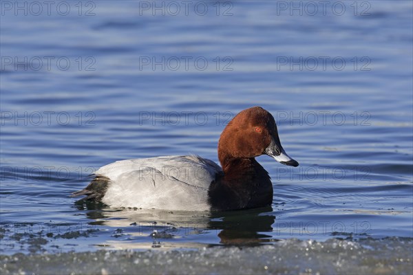 Common pochard