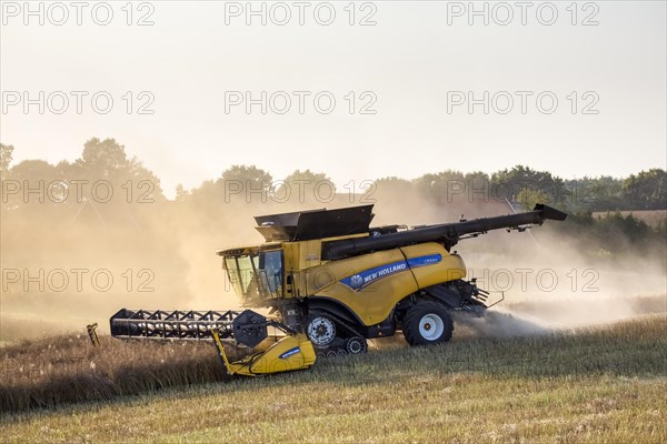 New Holland CR9. 90 Combine Harvester harvesting rapeseed crop in field in summer for production of animal feed